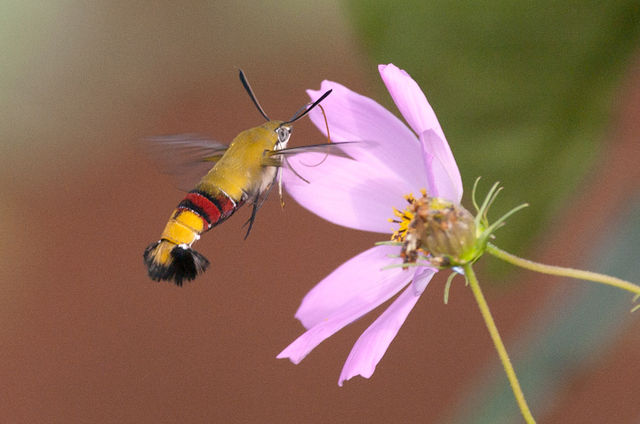 423