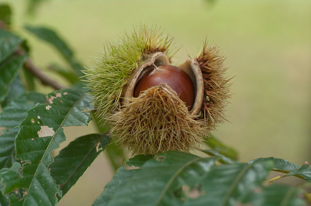 51
